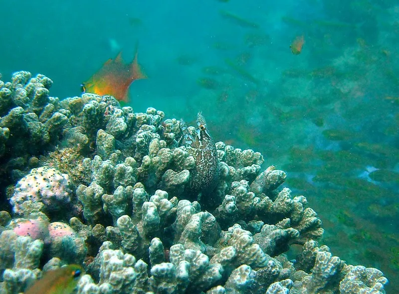 Small moray eel in coral