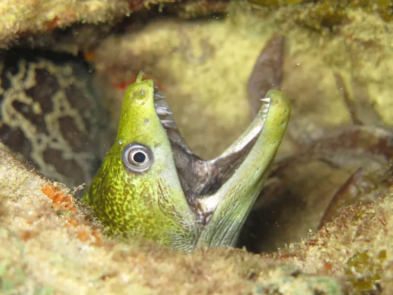 Open mouth of an undulated moray eel