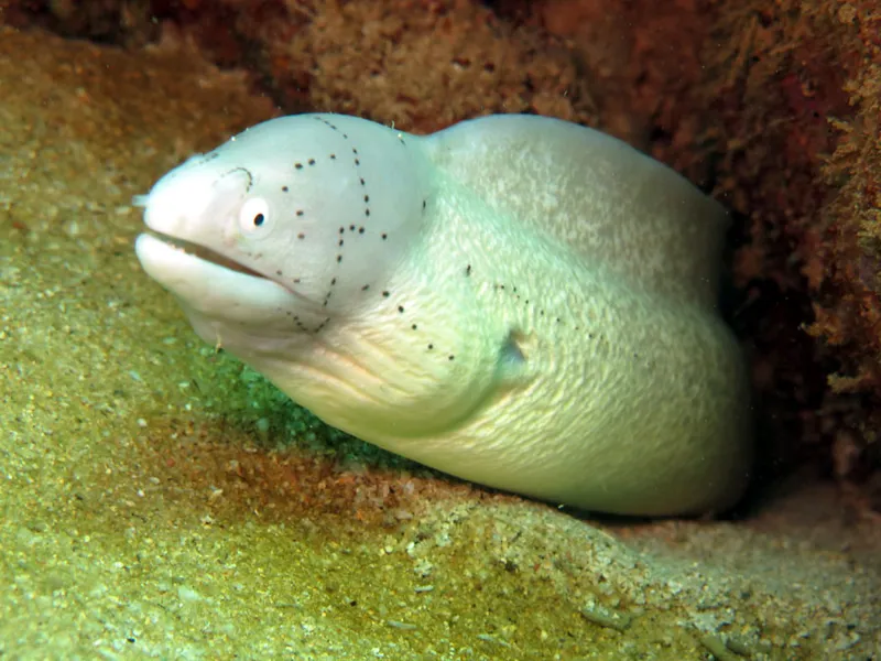 Typical moray eel of coral Garden