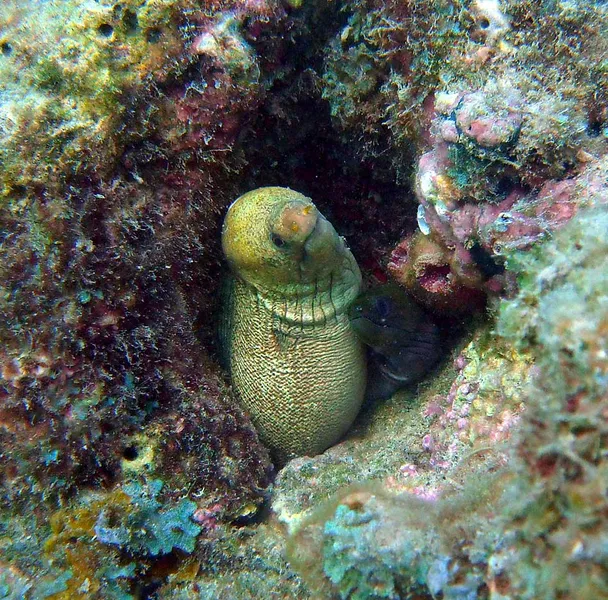  Moray eels of different species sharing a hole