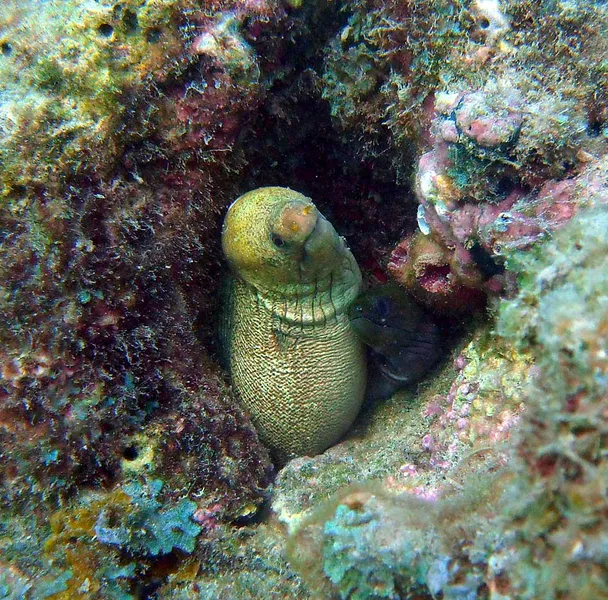 Deux murènes d'espèces différentes dans le même trou