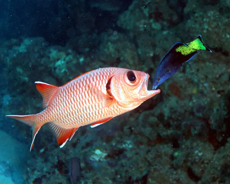 Bigscale soldierfish (?) and bicolor cleaner wrasse