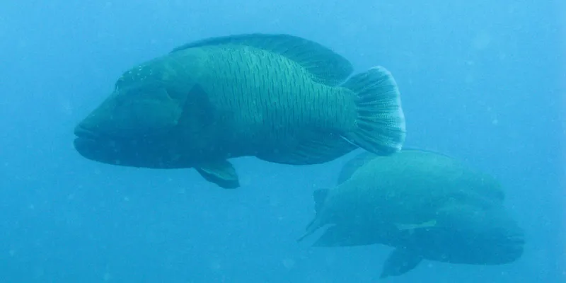  Two humphead wrasses in the blue