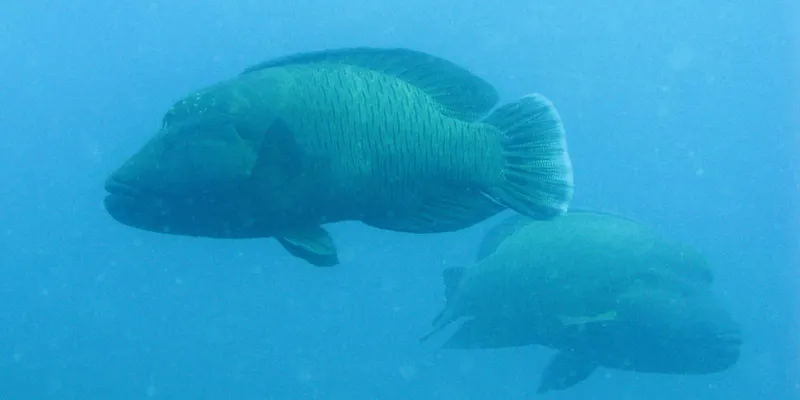 Deux labres napoléons dans le bleu