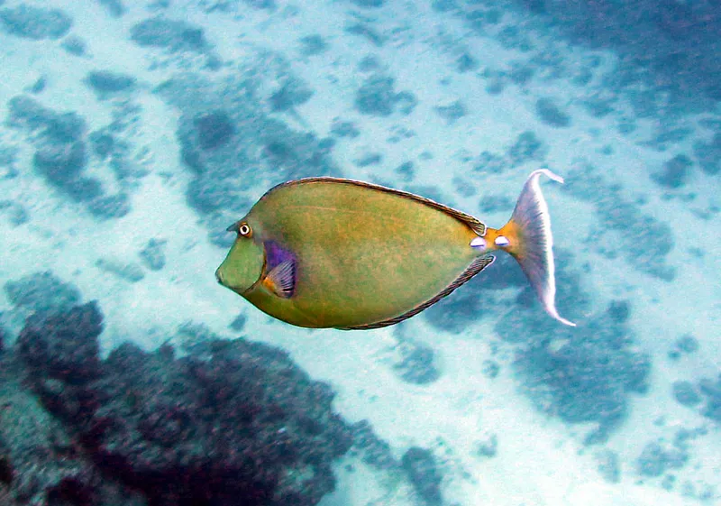  Unicornfish in the Ifaty south inlet blue