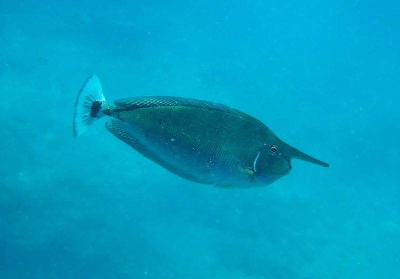 Unicornfish in the blue