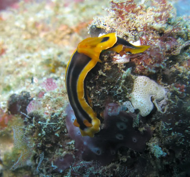 Un nudibranche Chromodoris africana