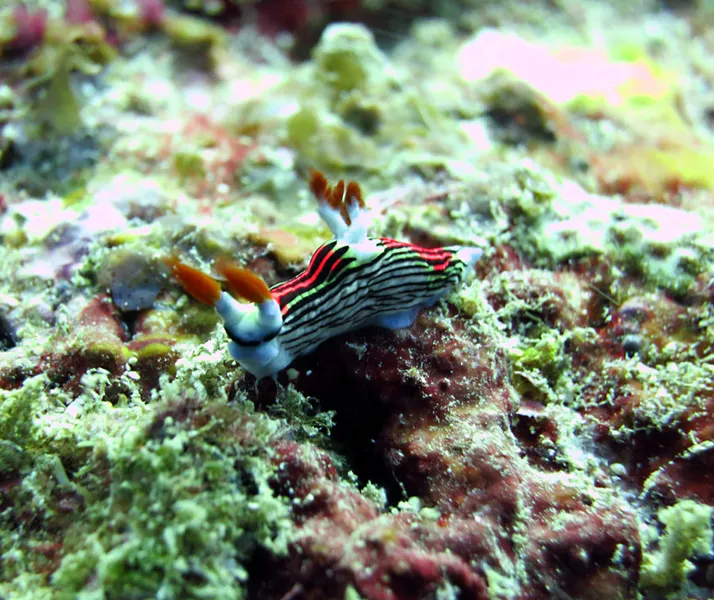 Un nudibranche à Sir John