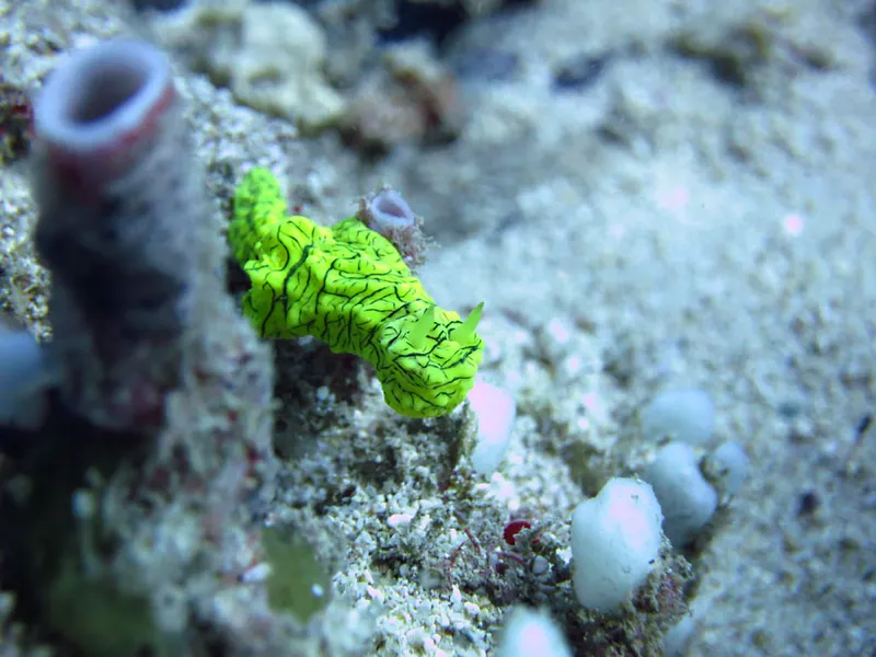 Nudibranche Notodoris minor