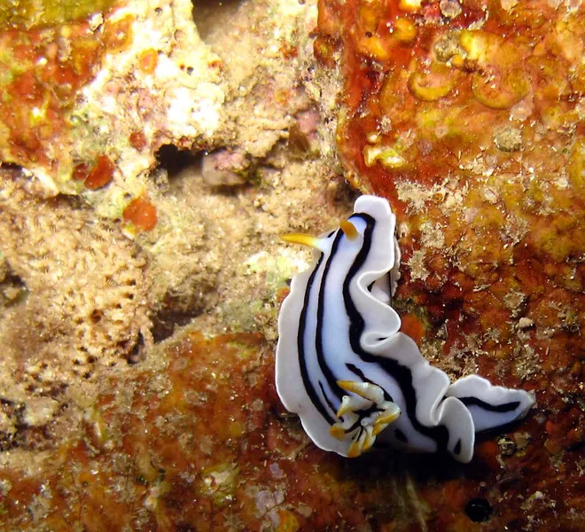 Chromodoris boucheti nudibranch