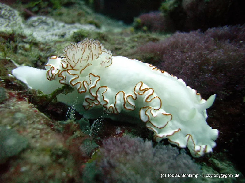 Seaslug  Ardeadoris symmetrica