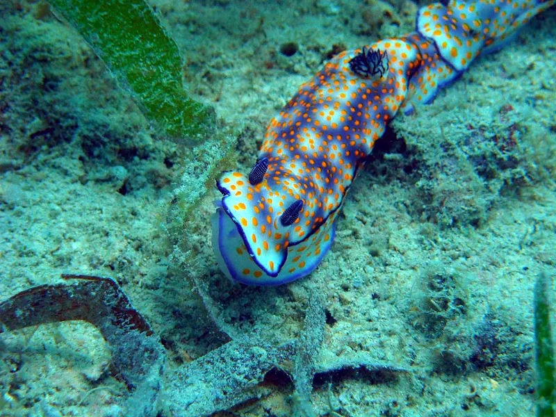 One more nudibranch at Vatosoa!