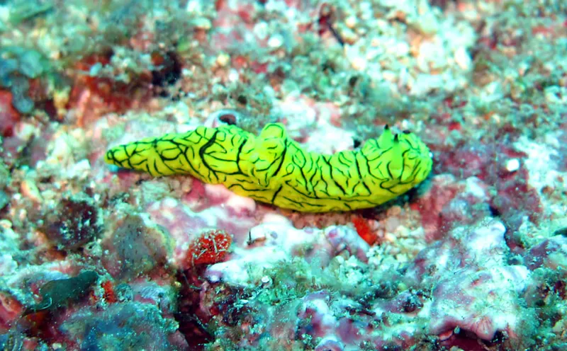 Nudibranche jaune et noir: le notodoris minor