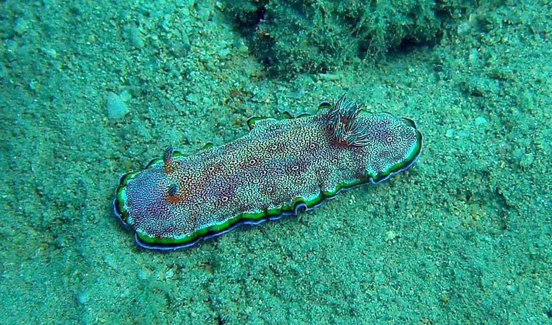 Un des nudibranches de Vatosoa