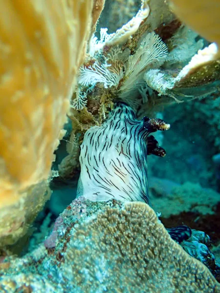 Nudibranche Nembrotha?