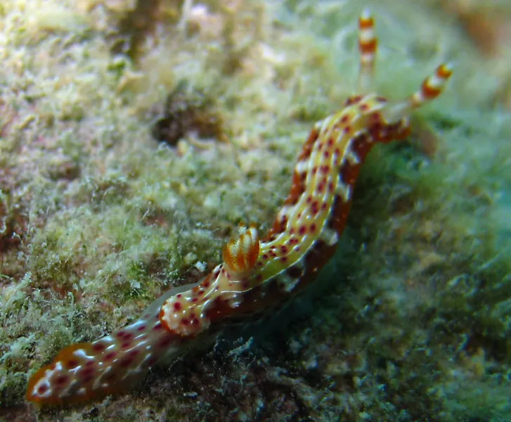 Un nudibranche à Vatosoa