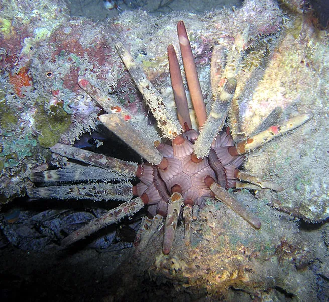 Photo diving Madagascar