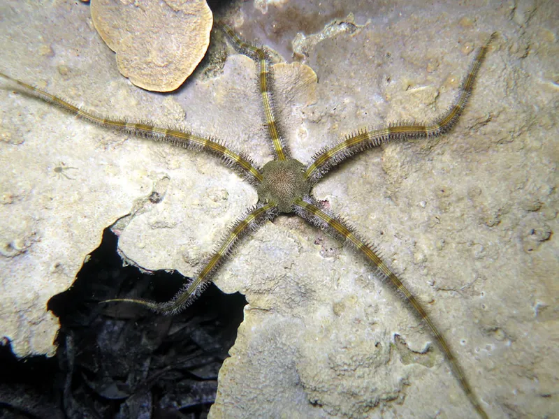 Echinoderm closely related to starfish