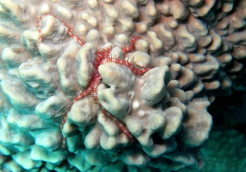 Small pleasure of scuba diving, this nice brittle star resting on its soft coral cushion
