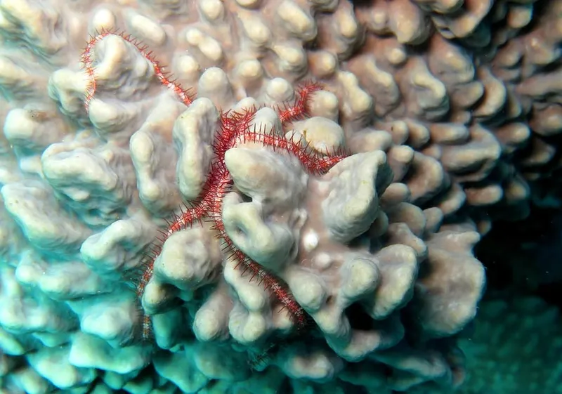 Belle ophiure se prélassant sur son coussin de corail mou