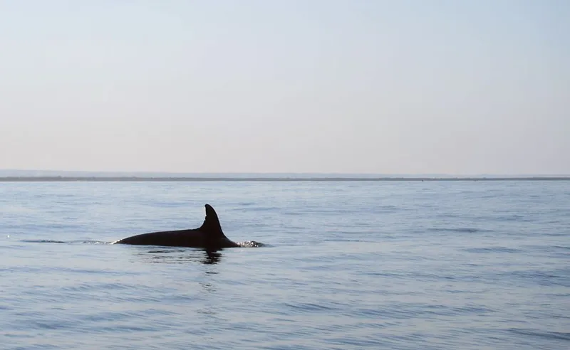 Aileron dorsal d'un orque épaulard, par mer calme