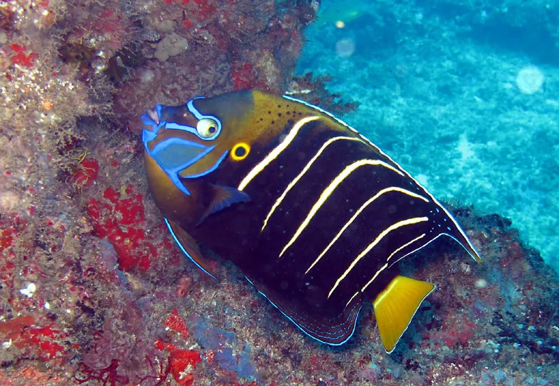 Décoration, dont la tache à l'oreille, du poisson ange à oreille tachée