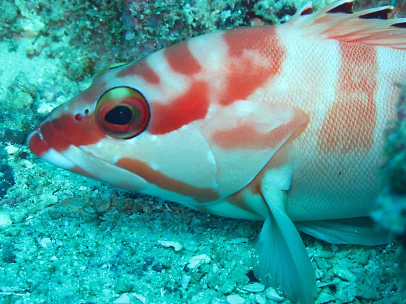 Blacktip grouper colourful eye