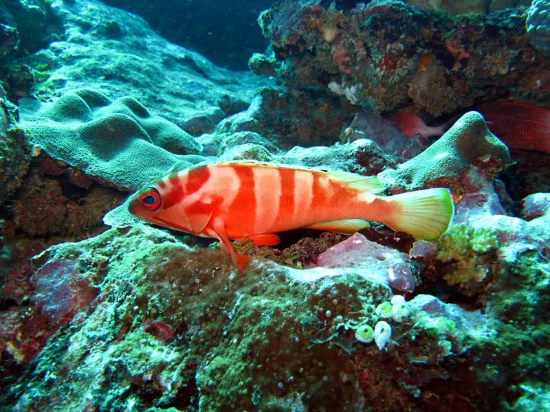 Blacktip grouper in a sweet light