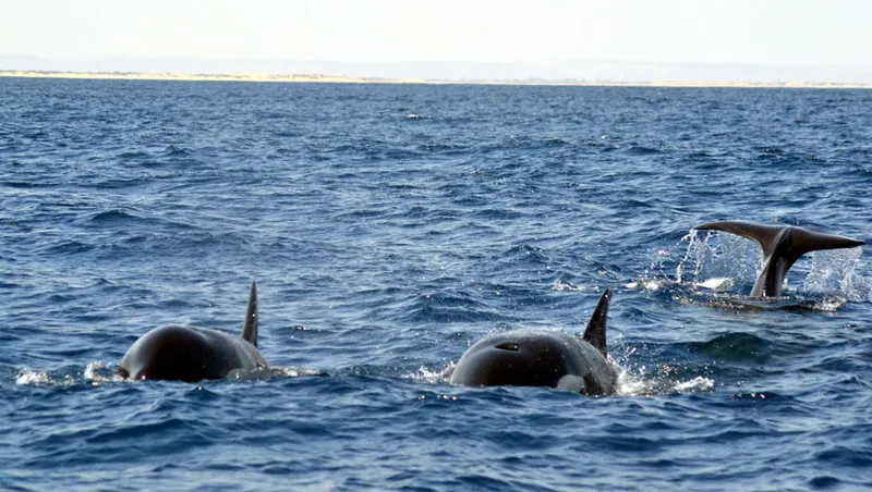 Photo diving Madagascar