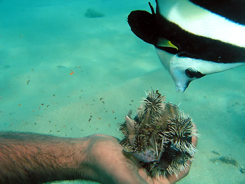 Photo diving Madagascar