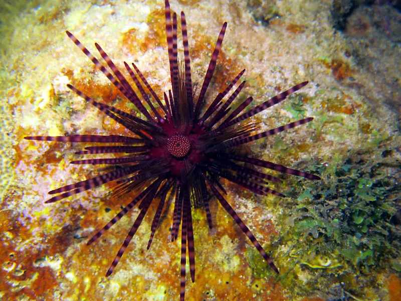 False diadem urchin