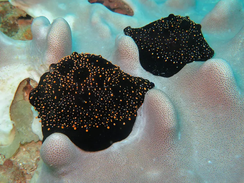 Ovules communes sur lit de corail mou