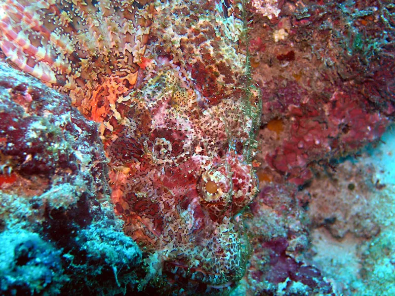 Detais of the tassled scorpionfish mimetic fashion