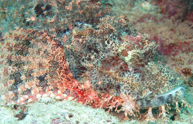 Photo diving Madagascar