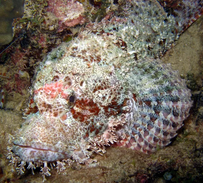  The beauty of the tassled 
scorpionfish face