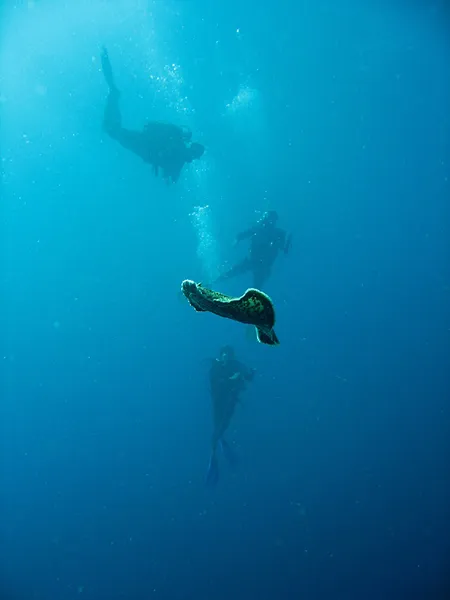 Gros nudibranche en pleine eau, plongeurs en arrière-plan