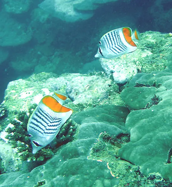 Photo diving Madagascar