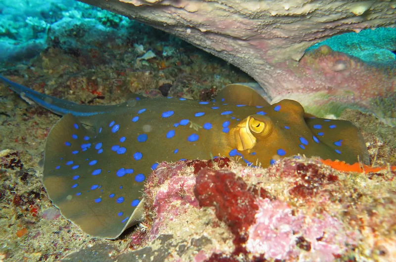 Raie pastenague à taches bleues