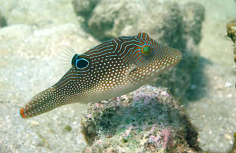 Photo diving Madagascar