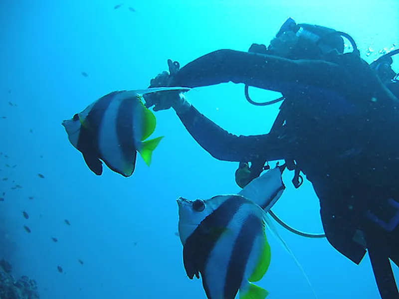 Photo diving Madagascar