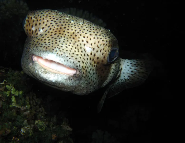 Striped burrfish at night