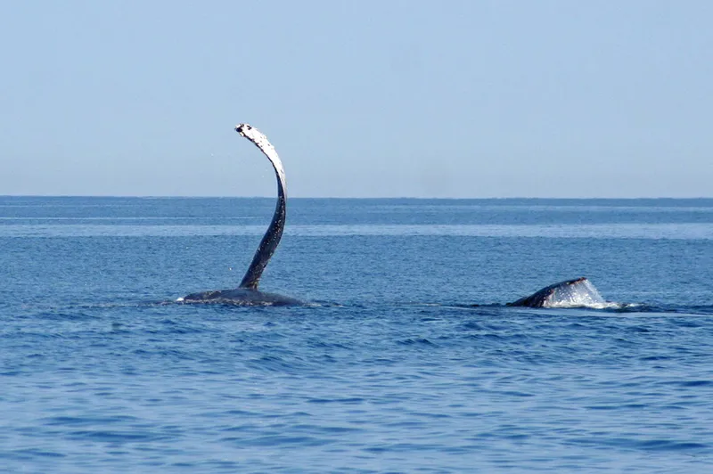 Nageoire pectorale levée de baleine à bosse