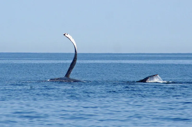 Humpback whale pecoral fin