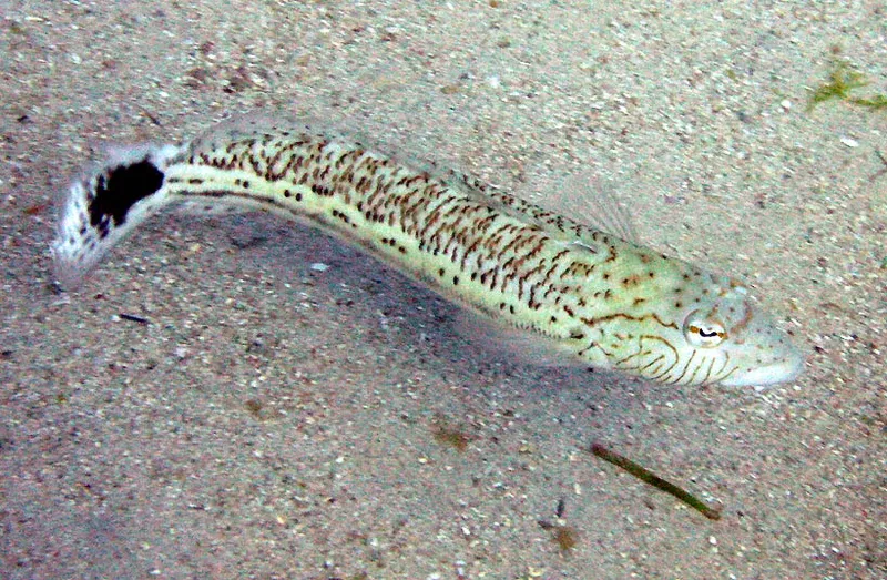  Speckled sandperch over sand