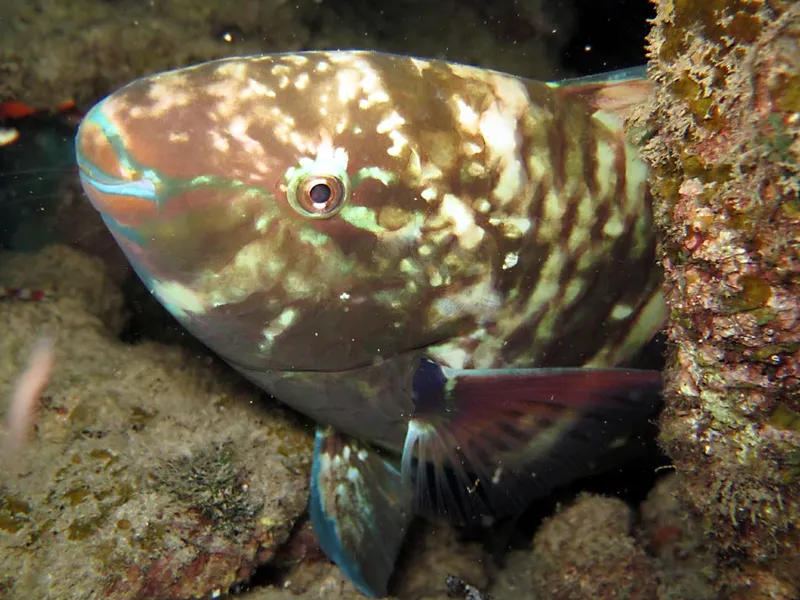 Photo diving Madagascar