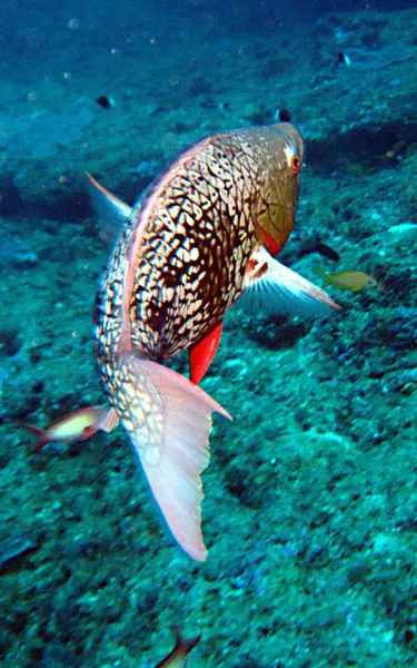 Poisson perroquet s'éloignant