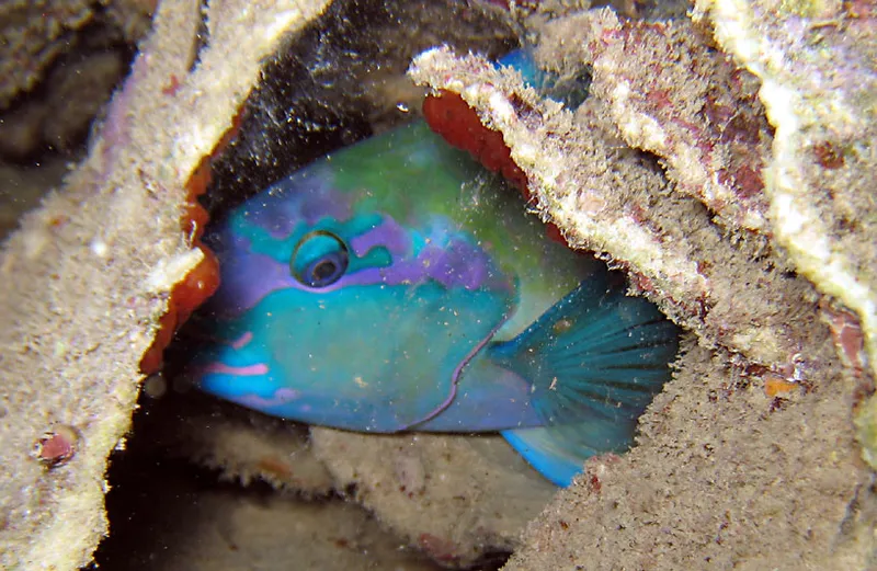  Poisson perroquet dans  sa bulle de mucus