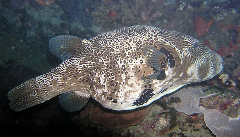 Photo diving Madagascar