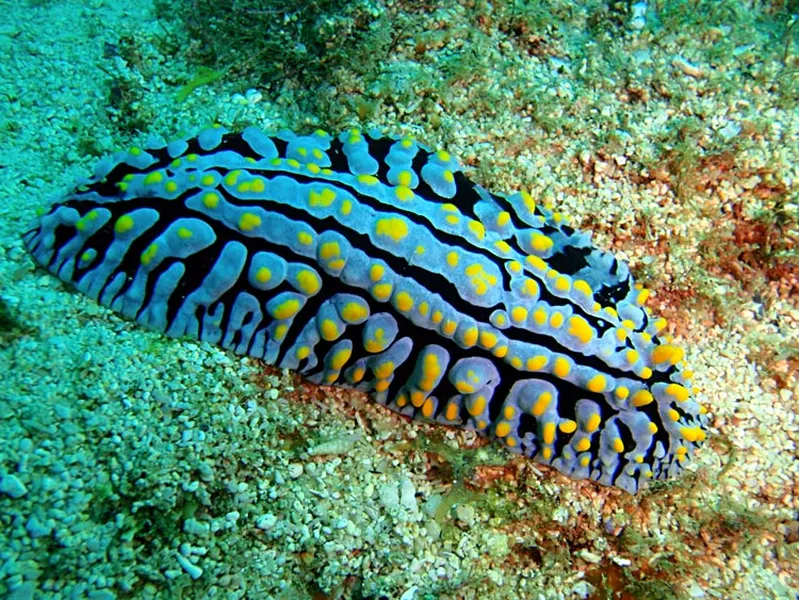 Le plus commun des nudibranches dans les eaux de Mangily