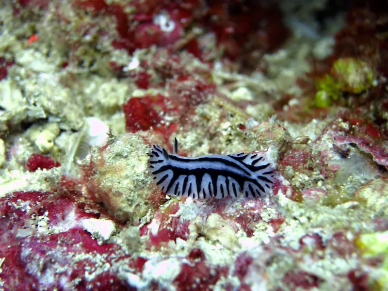  Nudibranch Phyllidiopsis sphingis 